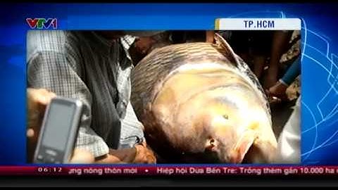 Cá Hô nặng gần 130kg ở Sông Đồng Nai, Quận 9, TP HCM