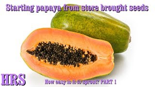 ⟹ Papaya | Carica papaya | STARTING FROM A SEED PART 1