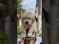 ✨Golden retriever female 10,000 summer offer for school students dm soon it. #goldenretrieverpuppy