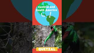 Animal Alphabet | Q is for Quetzal | PBS KIDS #Shorts