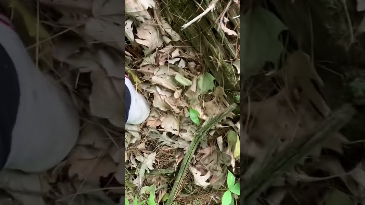 Herping in Wisconsin (ep. 1)