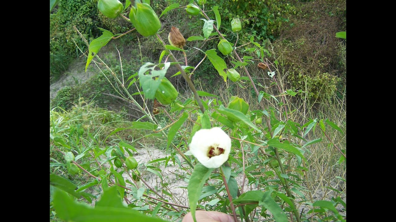 Foraging, Harvesting seeds from wild, Rose Mallow plant (Hibiscus