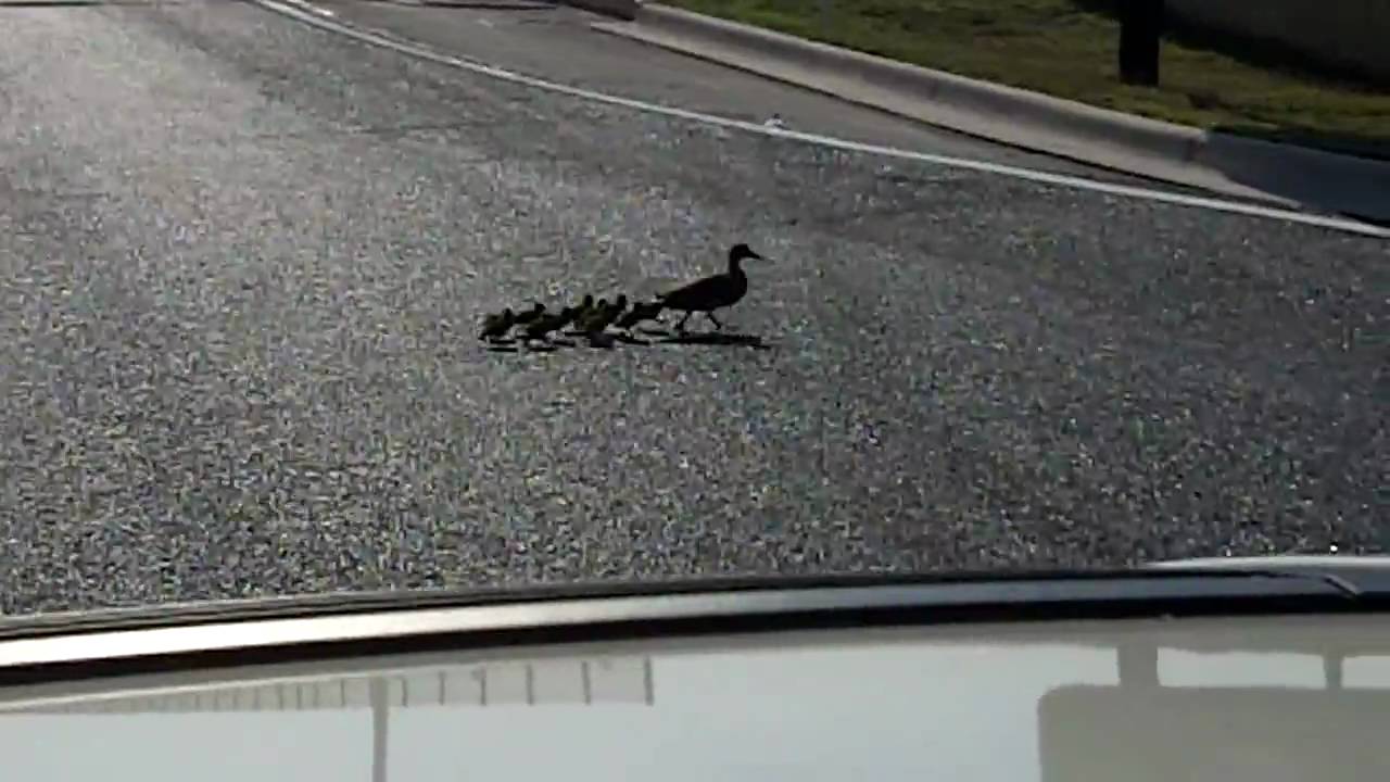 Momma Duck and Baby Ducks Crossing Road