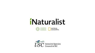 Observe and Report Invasive Species on iNaturalist
