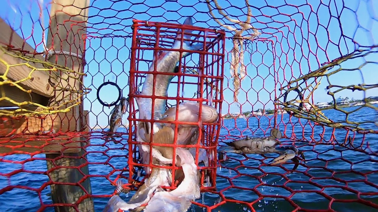 What Happens in a Crab Trap When It’s Underwater?