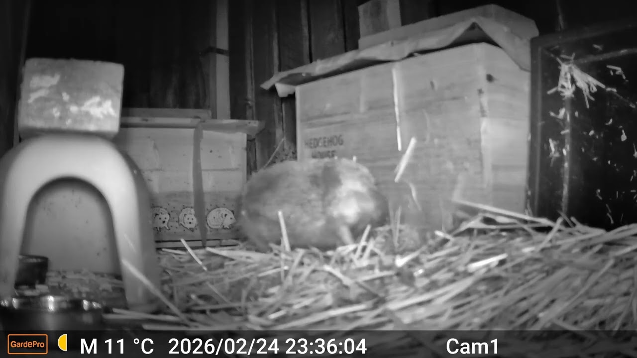 Hedgehogs 2026 02 24 2329 to 2026 02 25 0506