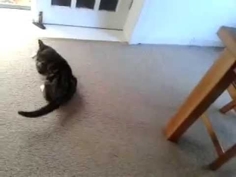 How to herd cats - it can be done