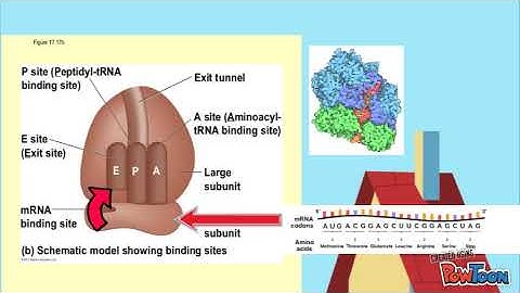 Mitoribosome