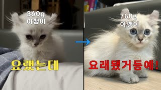 혼자살던 청년이 자기집을 빼앗겨도 행복한 이유I 육묘기 #아기고양이 #cat #kitten #새끼고양이