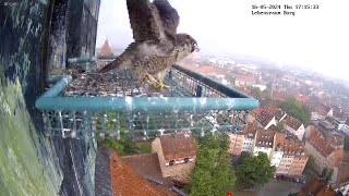 Wanderfalken Jungvögel haben Spaß beim Baden wärend eines Gewitters Nürnberg Kaiserburg 16.05.2024 by STORMCHASING INGOLSTADT BAYERN 167 views 2 weeks ago 35 minutes