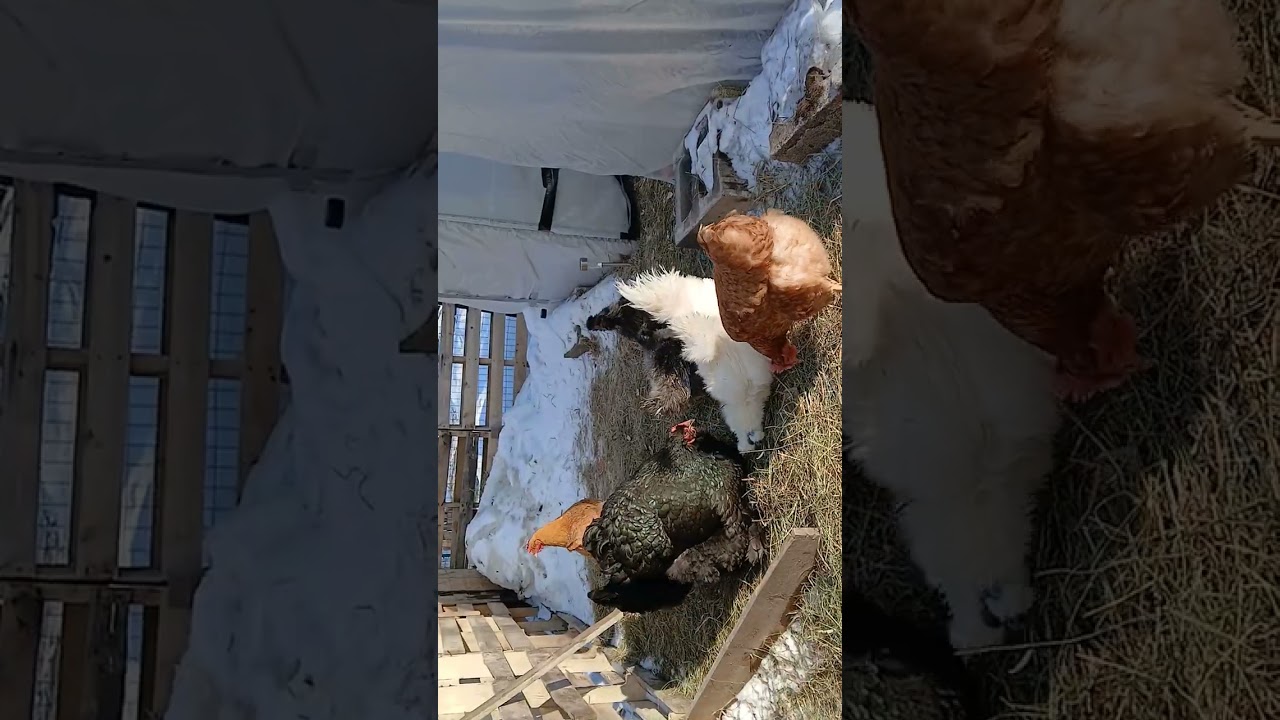 Hand feeding my chickens 