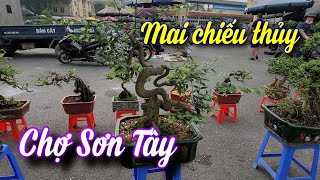 SH.8969. Cây Mai chiếu thủy này cũng quái dị đấy anh em.