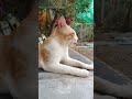 #love #studywithmeandmycat #cat #colonelkkjϟ