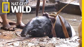 Watch as Rescuers Save a Stuck Tapir | Nat Geo Wild Resimi