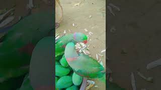 mummy bolne wala parrot sound #sortvideo