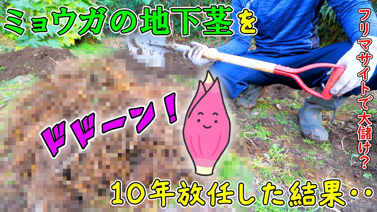 10年放任し続けた裏庭ミョウガの地下茎を掘り起こした結果がヤバすぎました‥【茗荷の植え替えDIY】