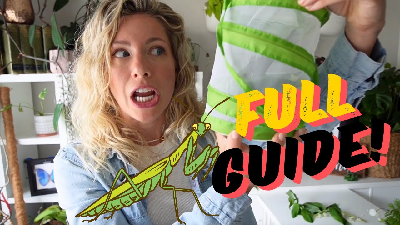 Hatching Praying Mantis Eggs How To YouTube