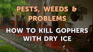 How to Kill Gophers With Dry Ice News