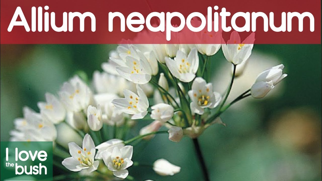 Daffodil garlic/Allium neapolitanum YouTube