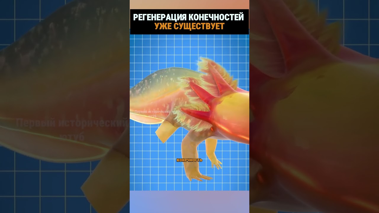 Регенерация конечностей уже существует