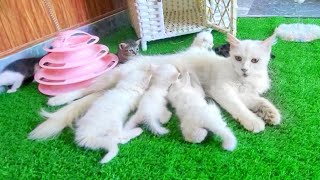 Whity Cat Loves Tiny Kittens