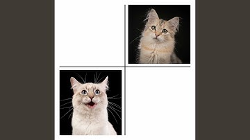 Beautiful Backdrops for Mysterious Cat