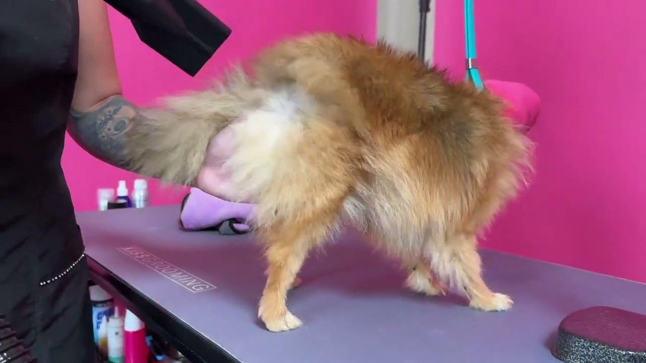 Dog Grooming Quick Tip - Drying Distance