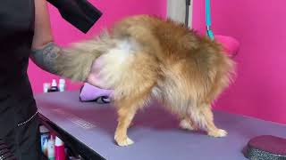 Dog Grooming Quick Tip - Drying Distance