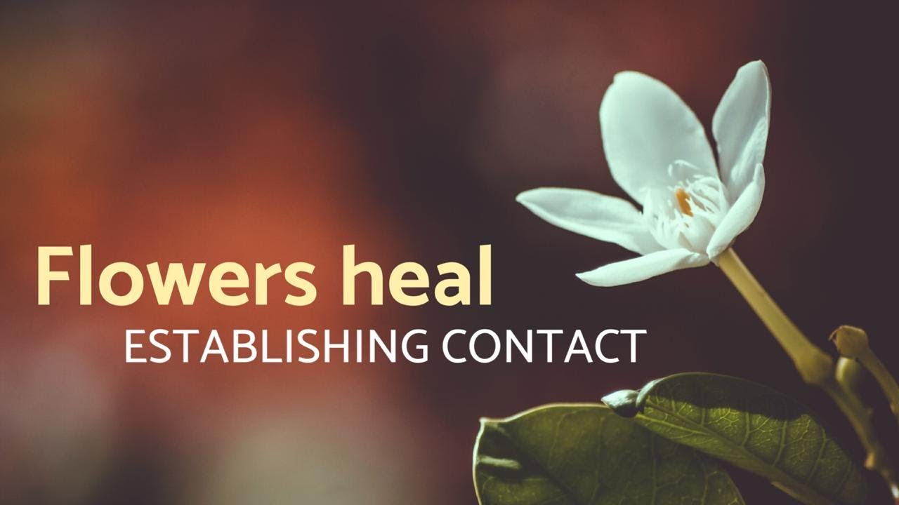 Establishing Contact Flowers Heal YouTube