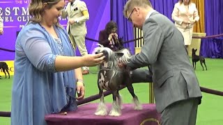 Chinese Crested Dog Westminster dog show 2023 by JOEL COOLDOGS 511 views 9 months ago 18 minutes