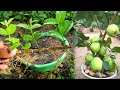 How to grow guava tree cutting very unique techniques
