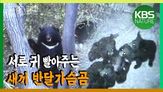 17년 전 지리산에 온 러시아와 북한 반달가슴곰 / 환경스페셜 ‘반달가슴곰 프로젝트, 곰은 부활하는가’ / KBS 20050608 방송