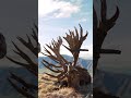 There are no bigger stags in the world than in New Zealand… Exclusive Adventures red stag hunting