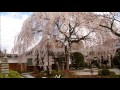Nagasaki Uproar