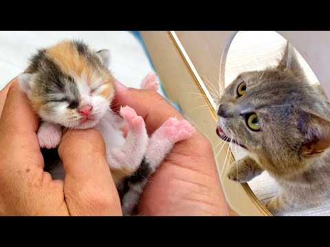 Video: Կատվիկների զարգացում. Հասկանալով մի Kitten- ի աճի հիմնական փուլերը