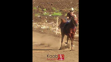 الحصان العربي بريق كحيلان ابن الفحل أمير البريق والأم الكحيله الخيل العربية Arabianhorse 