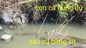 câu cá bằng vịt gặp cặp cá táp kinh khủng || Phương fishing , hunting trap # tập 18