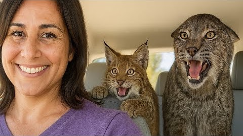 These Two Rescue Bobcat Talk Nonstop- Try Not to Smile at Their Goofy Antics!