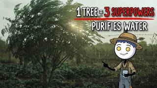 Scientists Named the Most Useful Tree on Earth 50 Years Ago. Why Are They Still Hiding It From You?