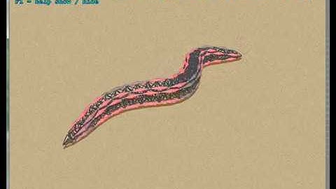 Learning in a virtual model of the C. elegans nematode for locomotion and chemotaxis