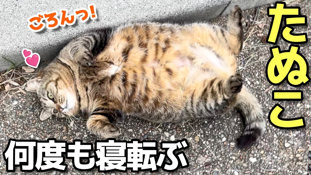 なでなですると何度もごろんっと寝転んでへそ天になるお腹ぽっちゃりキジトラたぬき猫たぬこちゃん😸（野良猫•地域猫）🐈