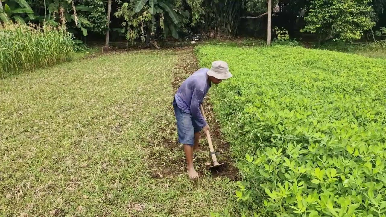 Smart Traditional Way to Clear Weeds Using Simple Equipment! - Agriculture Farming