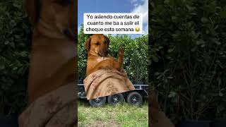 #hardwork #construction #sueñoamericano #humor #viral #memes #parati #video #funny #foryou #fypシ