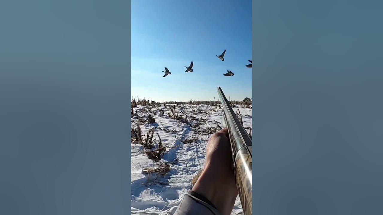 Footage of my quill lake goose right before I shot it! YouTube
