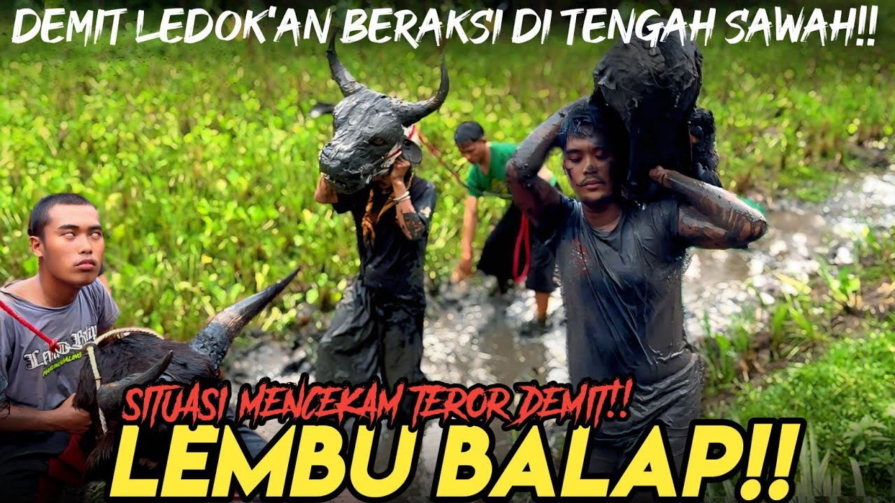 BANTENGAN LEMBU BALAP KESURUPAN DEMIT OBRAK ABRIK DUSUN KRAJAN!!