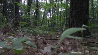 Night Op 5 Beasties in the Woods