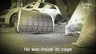 Dog Gets Dumped Like A Trash | SBS Animal Dog Gets Dumped Like A Trash | SBS Animal