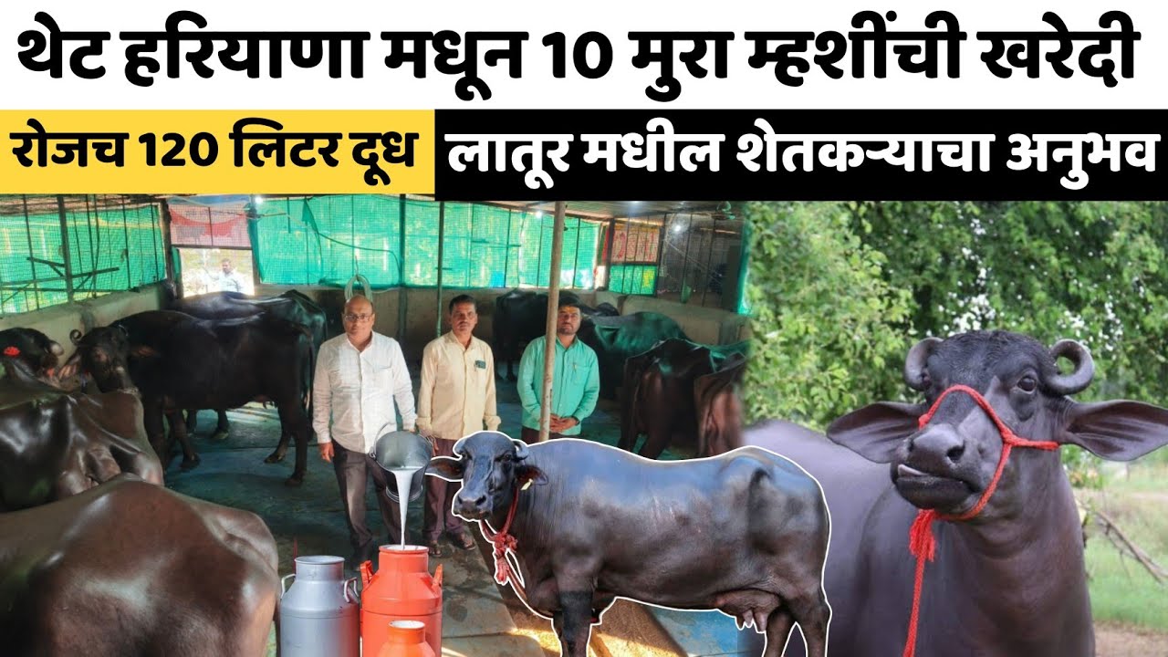 🔶 थेट हरियाणा!लातूरच्या शेतकऱ्याची 10 म्हशींची खरेदी। पहा शेतकऱ्याचा अनुभव।