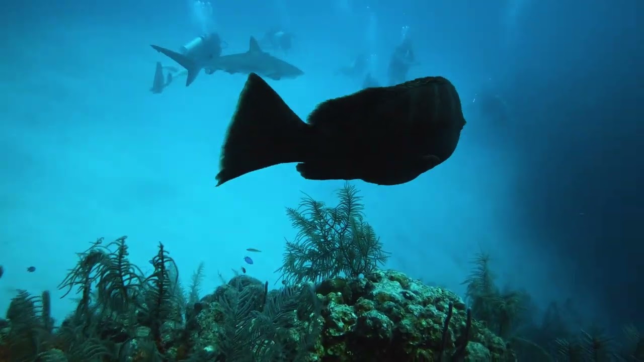The Great Blue Hole -Belize