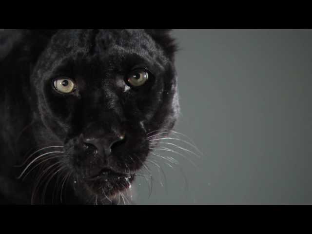 A black leopard walking towards the camera and looking at it